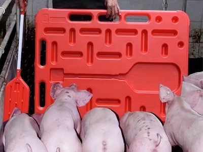 New product: Plastic Pig Sorting Panel